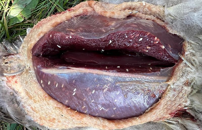 Vildtsygdomme – og hygiejnekursus